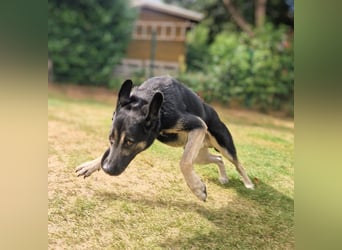 Dobby ❤️ traumhafter vierbeiniger Begleiter in 35794 Mengerskirchen sucht seine Familie