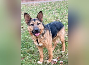 Fröhlicher, sensibler Rüde Berg ❤️ sucht sein Zuhause