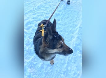Garry ❤️ wenn Vertrauen Zeit braucht