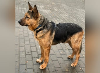 Fröhlicher, sensibler Rüde Berg ❤️ sucht sein Zuhause