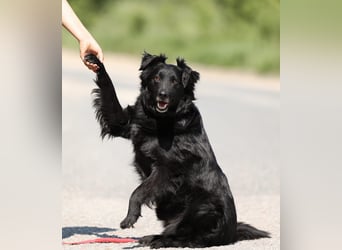 Wundervoller Tierschutzrüde Black Jack ❤️ aus Russland sucht liebevolles Zuhause