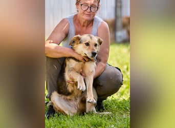 Nova ❤️ Freundliche Hündin sucht ein Zuhause