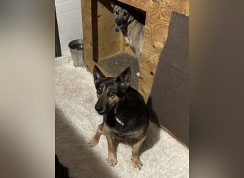 Ruhige Asya ❤️ sucht ein Zuhause mit Hundegesellschaft