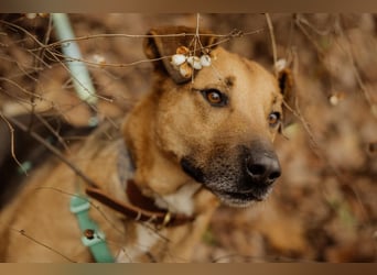 Anhänglicher Tierschutzrüde Mars ❤️ sucht ruhiges Zuhause