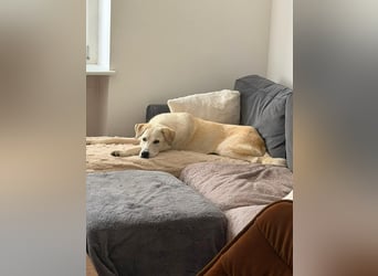 Tamara ❤️ weiße Schönheit sucht ihr Zuhause für immer