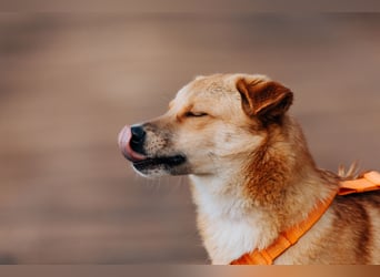 Dunya ❤️ Fröhliche Junghündin sucht ein liebevolles Zuhause
