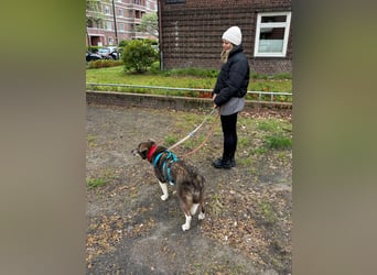 Feine junge Hündin Brownie ❤️ aus dem Tierschutz in 22307 Hamburg