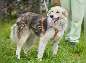 Zita ❤️ Wunderschöne junge Hündin sucht ihr Zuhause