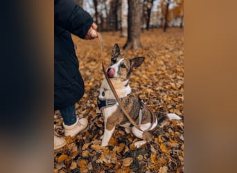 Kasper ❤️ Treuer Begleiter sucht seine Bezugsperson