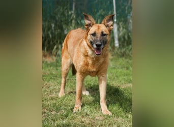 Herzenshündin Cherry ❤️ sucht ihre Menschen