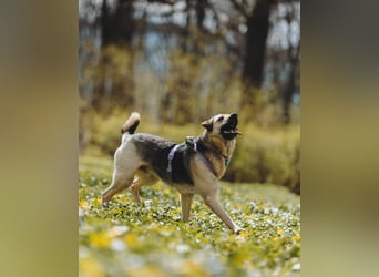 Vincent ❤️ treuer Begleiter sucht Menschen mit Herz und Verständnis