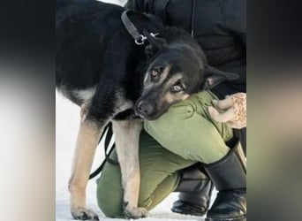 Dobby ❤️ traumhafter vierbeiniger Begleiter in 35794 Mengerskirchen sucht seine Familie
