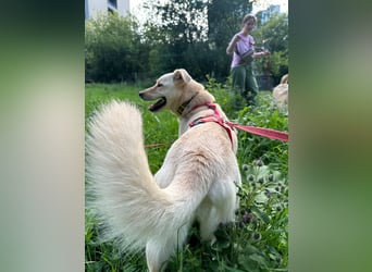 Assol ❤️ sanfte Seele sucht freundliches Zuhause