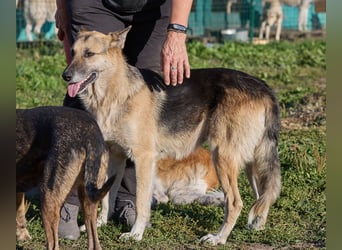 Linda ❤️ intelligente, treue Begleiterin sucht ihre Menschen