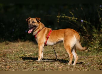Ariel ❤️ Liebevolle Hündin mit besonderem Charme sucht ein liebevolles Zuhause