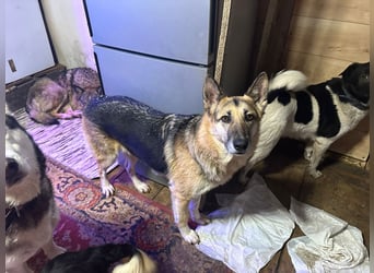 Linda ❤️ intelligente, treue Begleiterin sucht ihre Menschen