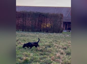 Palfy ❤️ junge, sportliche Hündin mit ganz viel Charme und Persönlichkeit sucht ihre Menschen