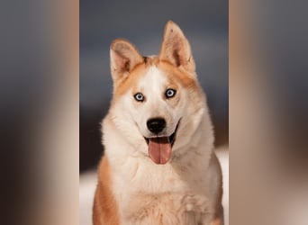 Aktiver und menschenbezogener Bayto ❤️ sucht seine Familie