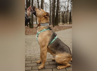 Anhänglicher Tierschutzrüde Mars ❤️ sucht ruhiges Zuhause