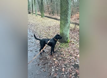 Palfy ❤️ junge, sportliche Hündin mit ganz viel Charme und Persönlichkeit sucht ihre Menschen