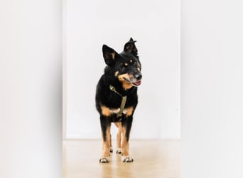 Gelassener Baikal ❤️ sucht eine Familie fürs Leben
