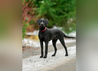 Palfy ❤️ junge, sportliche Hündin mit ganz viel Charme und Persönlichkeit sucht ihre Menschen