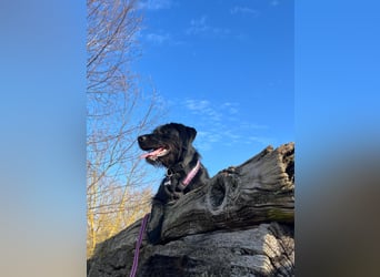 Palfy ❤️ junge, sportliche Hündin mit ganz viel Charme und Persönlichkeit sucht ihre Menschen