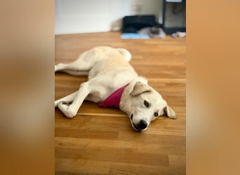 Tamara ❤️ weiße Schönheit sucht ihr Zuhause für immer