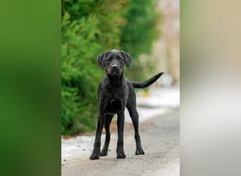 Palfy ❤️ junge, sportliche Hündin mit ganz viel Charme und Persönlichkeit sucht ihre Menschen