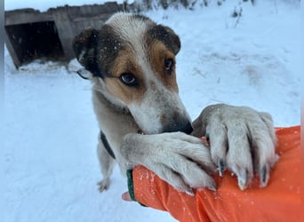 Freundlicher Rüde Cap ❤️ aus dem Tierschutz sucht sein Glück