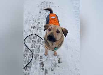 Vincent ❤️ treuer Begleiter sucht Menschen mit Herz und Verständnis