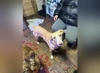 Alik ❤️ Freundlicher und aktiver Rüde sucht ein liebevolles Zuhause