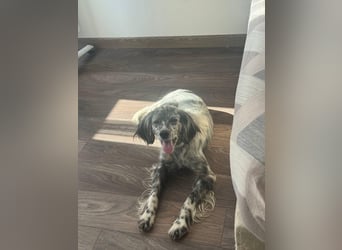 Cora❤️ liebevolle Begleiterin sucht ihr Glück