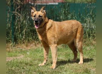 Herzenshündin Cherry ❤️ sucht ihre Menschen