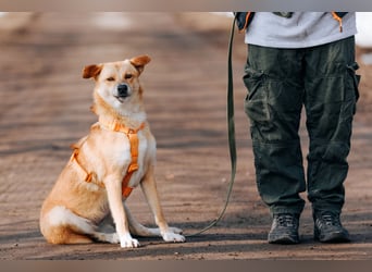 Dunya ❤️ Fröhliche Junghündin sucht ein liebevolles Zuhause