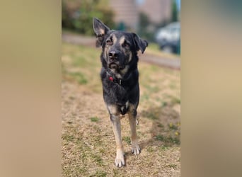 Dobby ❤️ traumhafter vierbeiniger Begleiter in 35794 Mengerskirchen sucht seine Familie