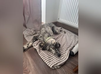 Cora❤️ liebevolle Begleiterin sucht ihr Glück