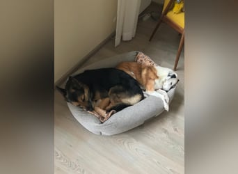 Garry ❤️ wenn Vertrauen Zeit braucht