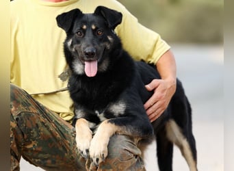 Tierschutzhündin Linda ❤️sucht liebevolle Pflege- oder Endstelle