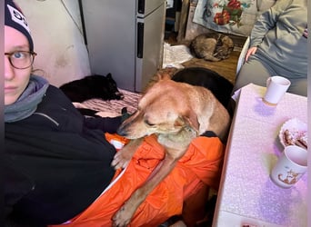 Sara ❤️ Schmusehündin sucht Pflege- oder Endstelle