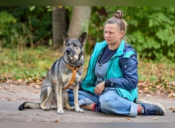 Freundlicher und ausgeglichener Filya ❤️ sucht ein eigenes Zuhause
