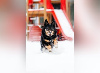 Gelassener Baikal ❤️ sucht eine Familie fürs Leben