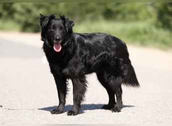 Wundervoller Tierschutzrüde Black Jack ❤️ aus Russland sucht liebevolles Zuhause