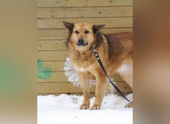 Vita ❤️ Aktive und liebevolle Hündin sucht ein Zuhause