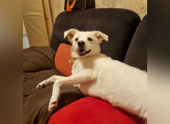 Tapfere Ulya ❤️ in 49143 Bissendorf sucht ihr Zuhause