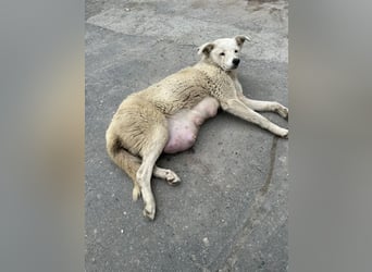Tapfere Ulya ❤️ in 49143 Bissendorf sucht ihr Zuhause