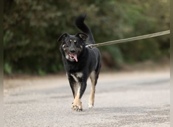 Tierschutzhündin Linda ❤️sucht liebevolle Pflege- oder Endstelle