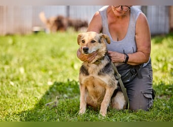 Nova ❤️ Freundliche Hündin sucht ein Zuhause