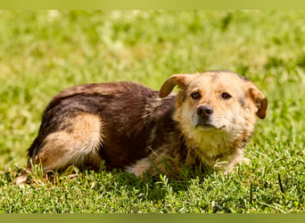 Nova ❤️ Freundliche Hündin sucht ein Zuhause