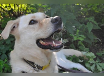 Assol ❤️ sanfte Seele sucht freundliches Zuhause